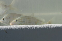 Orthopristis chrysoptera