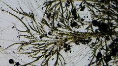 Chaetophora lobata