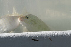 Orthopristis chrysoptera