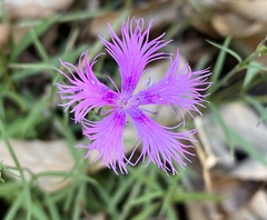 Dianthus pygmaeus