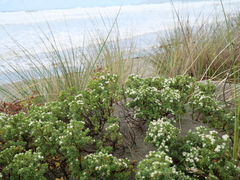 Pimelea orthia