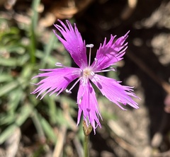 Dianthus pygmaeus