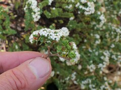 Pimelea orthia