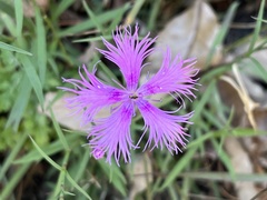 Dianthus pygmaeus