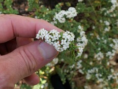 Pimelea orthia