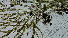 Chaetophora lobata