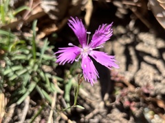 Dianthus pygmaeus
