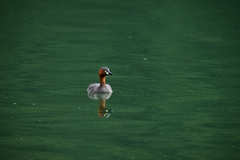 Tachybaptus ruficollis