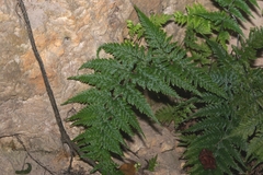 Pityrogramma calomelanos