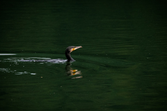 Phalacrocorax carbo