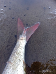 Emmelichthys nitidus