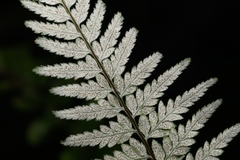 Pityrogramma calomelanos