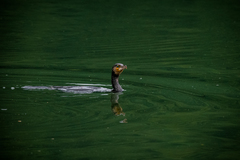 Phalacrocorax carbo