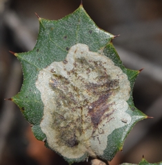 Phyllonorycter belotella