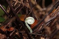 Pityrogramma calomelanos