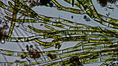Chaetophora lobata
