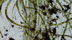 Chaetophora lobata