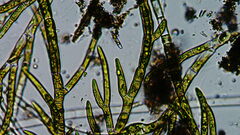 Chaetophora lobata