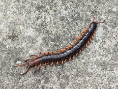 Scolopendra dehaani