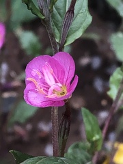 Oenothera rosea