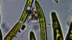 Chaetophora lobata