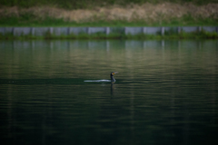 Phalacrocorax carbo