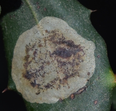 Phyllonorycter belotella