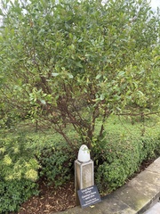 Dodonaea viscosa angustifolia