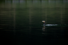 Phalacrocorax carbo