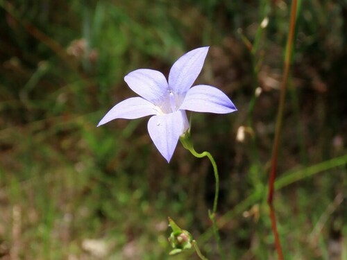 Image of Wahlenbergia stricta by (c) Elspeth Swan, some rights reserved (CC BY)