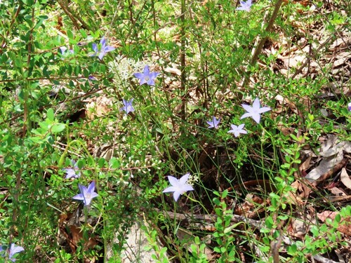 Image of Wahlenbergia stricta by (c) Elspeth Swan, some rights reserved (CC BY)