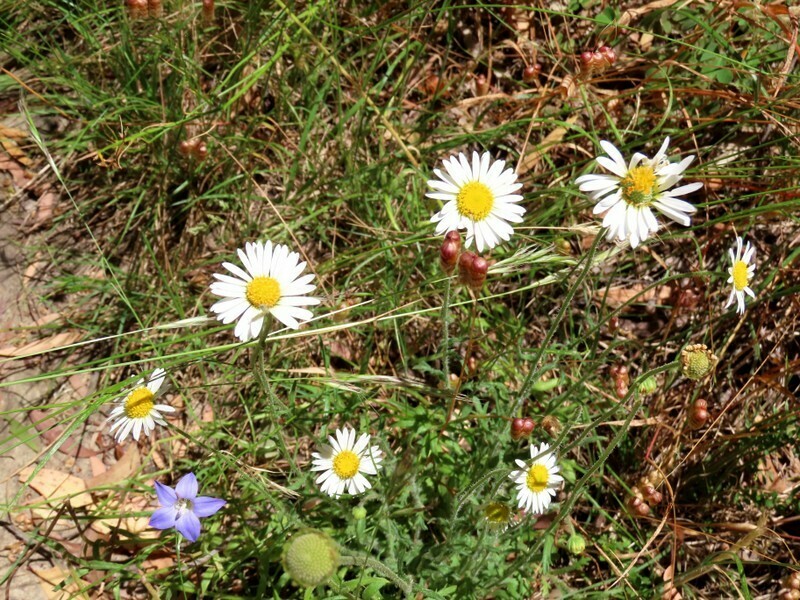 Brachyscome diversifolia; photograph (c) Elspeth Swan, some rights reserved (CC BY)