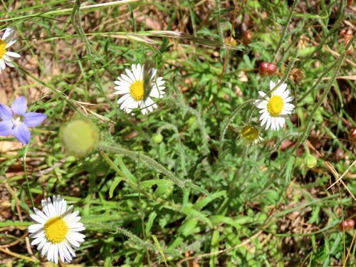 Image of Brachyscome diversifolia by (c) Elspeth Swan, some rights reserved (CC BY)