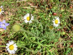 Brachyscome diversifolia