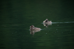 Tachybaptus ruficollis