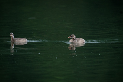 Tachybaptus ruficollis