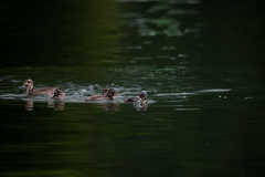Tachybaptus ruficollis
