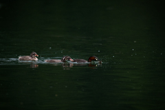 Tachybaptus ruficollis