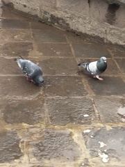 Columba livia domestica