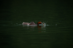 Tachybaptus ruficollis