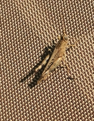Heteracris