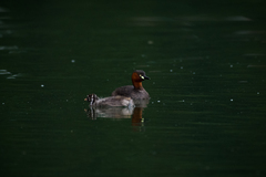 Tachybaptus ruficollis