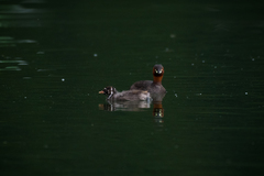 Tachybaptus ruficollis
