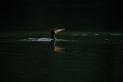Phalacrocorax carbo