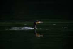 Phalacrocorax carbo