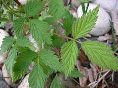 Rubus sachalinensis