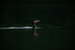 Phalacrocorax carbo