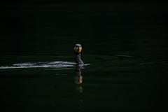 Phalacrocorax carbo