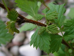 Rubus sachalinensis