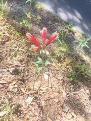 Alstroemeria psittacina